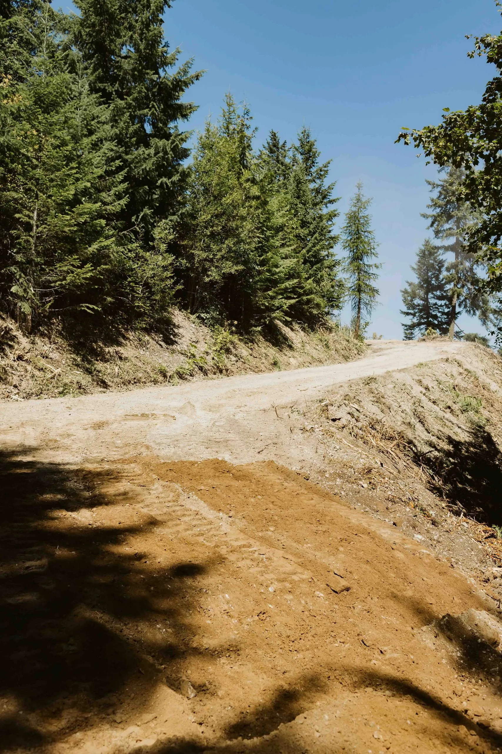 Newly graded driveway climbing through evergreens after the old surface was removed.