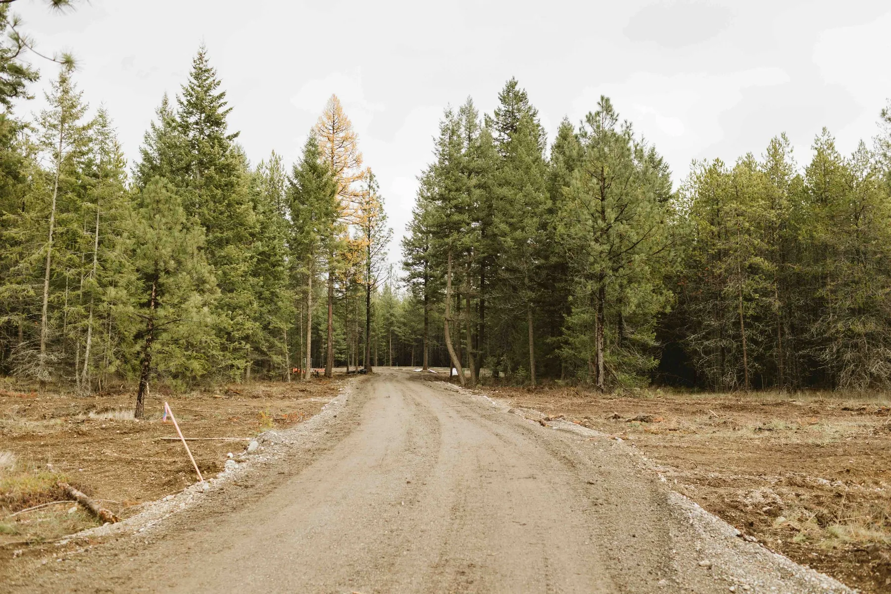 New gravel road cutting through a cleared, graded lot toward a line of evergreens.