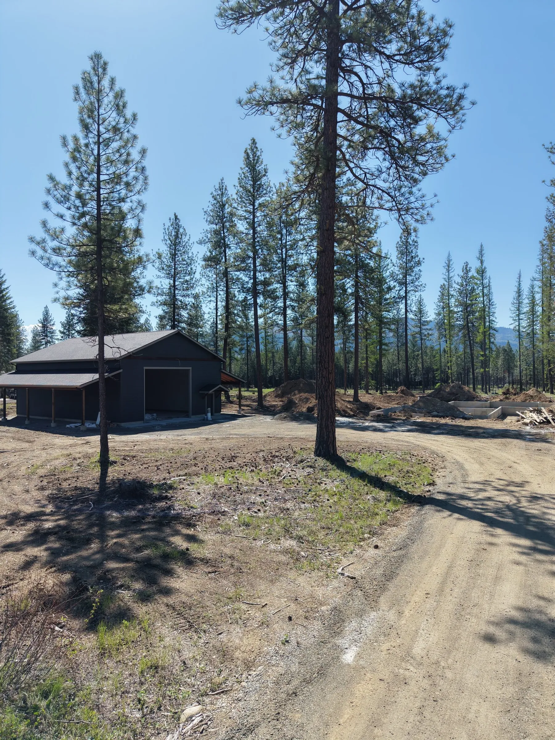 Gravel drive curving past a ponderosa pine toward the shop, with the cleared homesite to the right.
