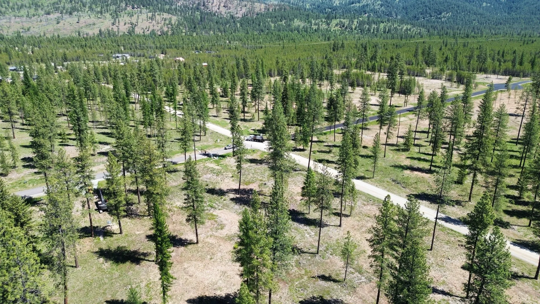 Aerial view of a thinned pine forest with a new gravel road winding through cleared building lots.