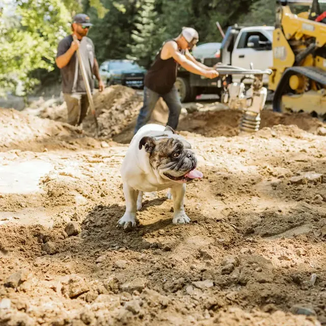 Chico the English bulldog, Ela Construction's "Superintendent, Goodest Boy", standing on freshly dug dirt while two crew members run a plate compactor behind him.